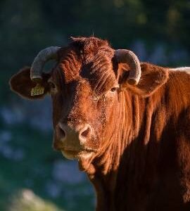 Carne de Vacuno Ecológica