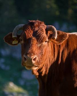 Carne de Vacuno Ecológica