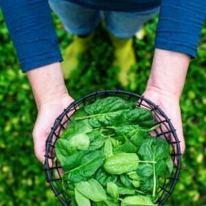 Aguacate Ecológico Selección 1 kg