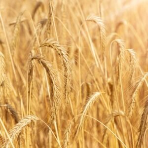 Trigo Orgánico Premium 25 kg