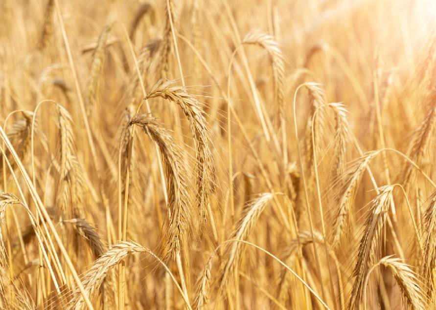 Trigo Orgánico Premium 25 kg